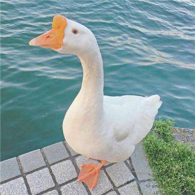 咪乐官方下载入口